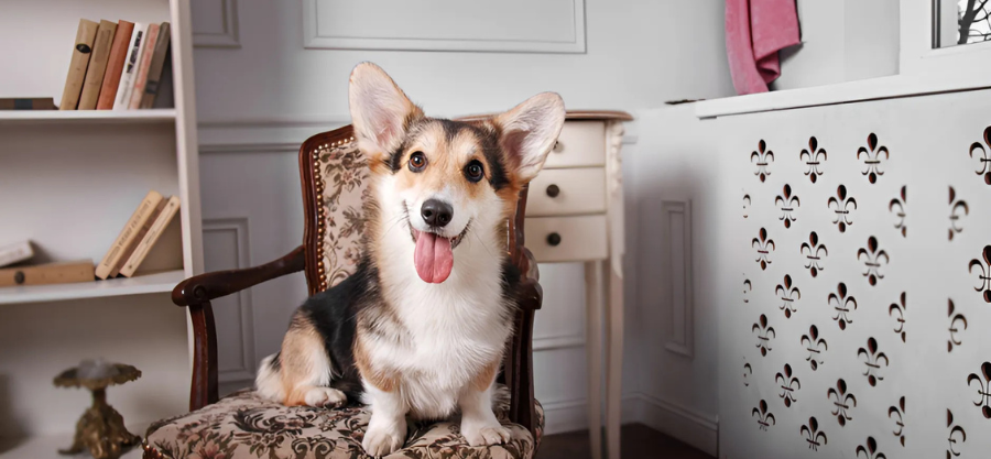 Transforming Your Home: The Best Furniture for Convenient and Stylish Pet Grooming Spaces
