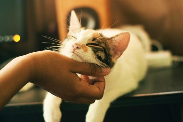 HOG ideas about the benefits of studying with your pet