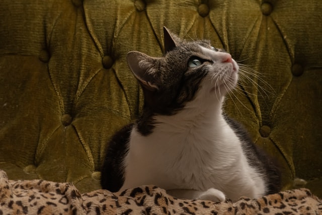 HOG tips on attractive pet friendly furniture that every pet owner need to buy