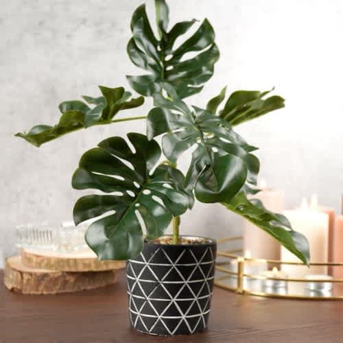 Farmhouse Artificial Monstera Plant in Cement Pot Decorative - 38 Cm