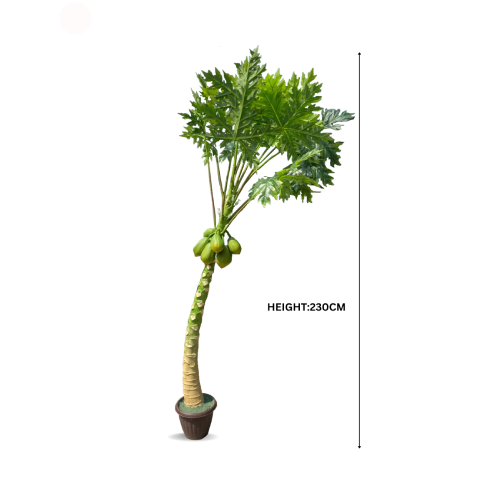 Papaya Tree Home Office Garden | HOG-Home Office Garden | online marketplace