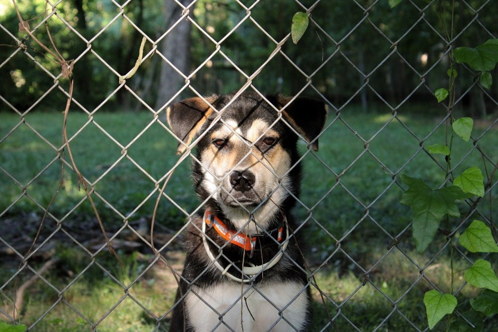 HOG on how to make your very own modular dog house