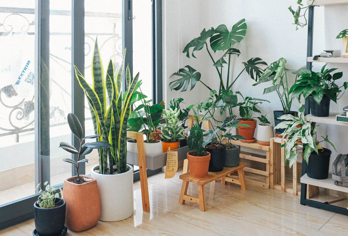 HOG thought on why do you need house plants in homes