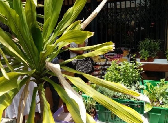 HOG presence at the Garden hangout