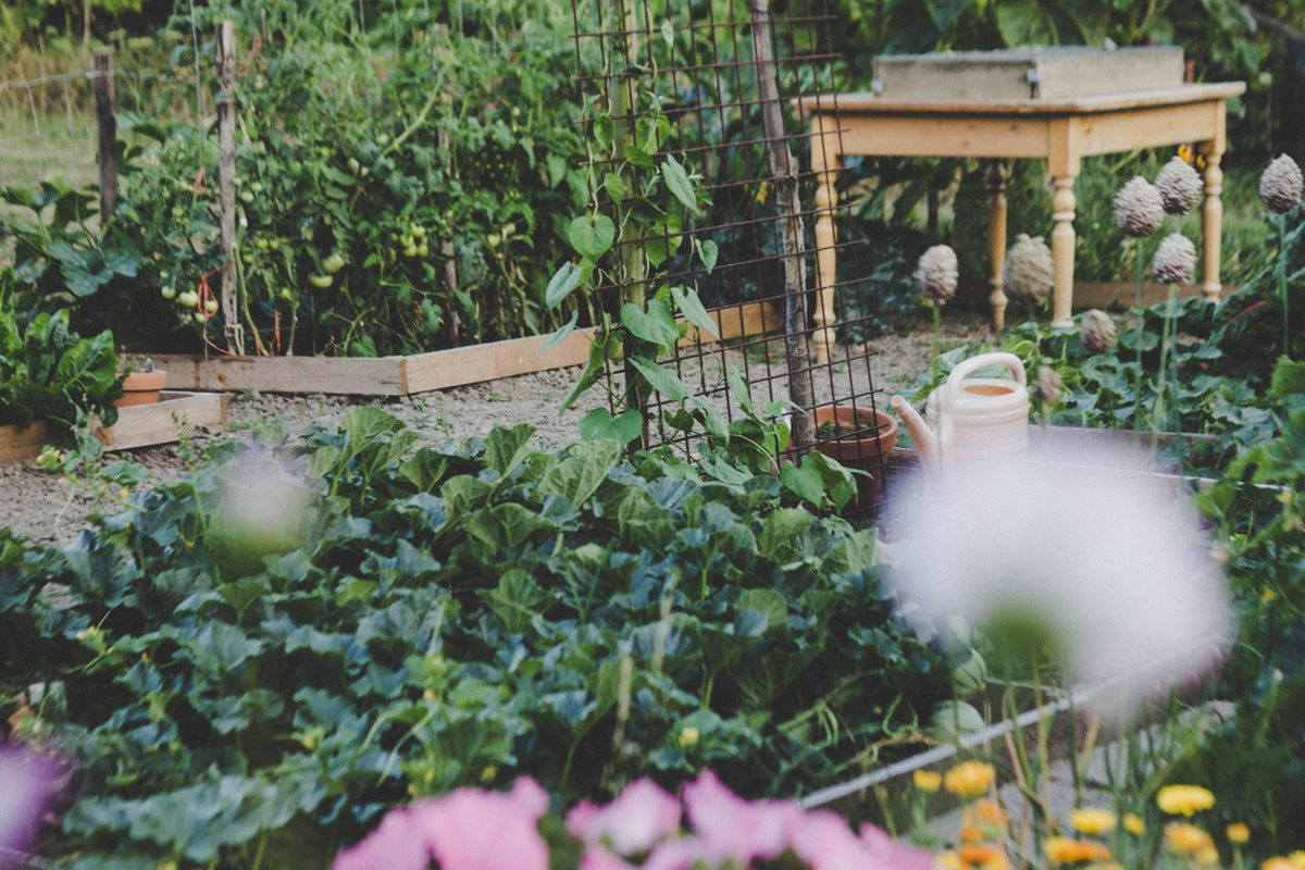 HOG ROOFTOP OR BACKYARD URBAN VEGETABLE GARDENS