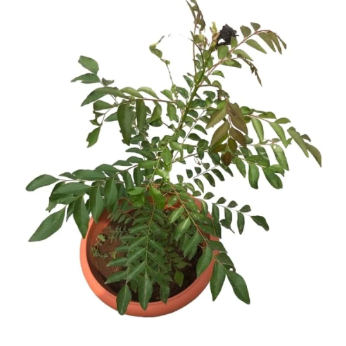 Potted Sweet Neem (Indian Curry) @HOG - Home Office Garden Online Marketplace